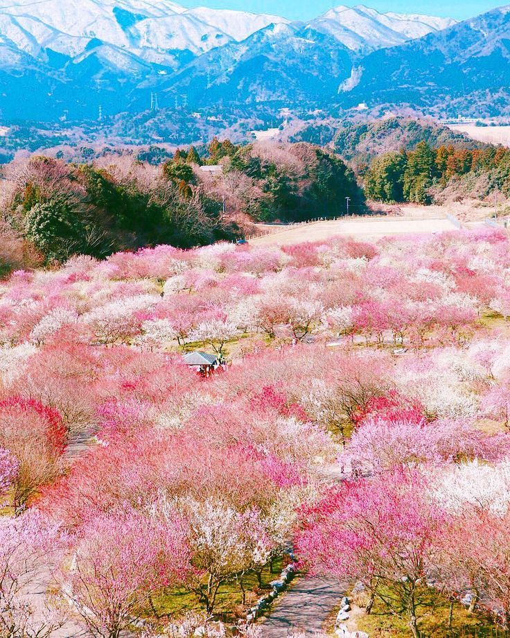 Plum Blossom Valley Japan