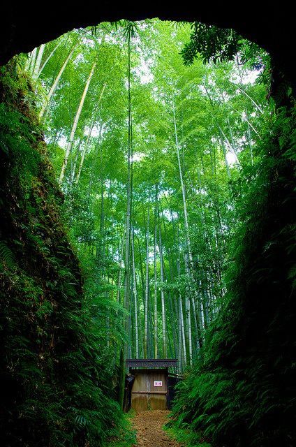 Sacred Bamboo Grove Japan