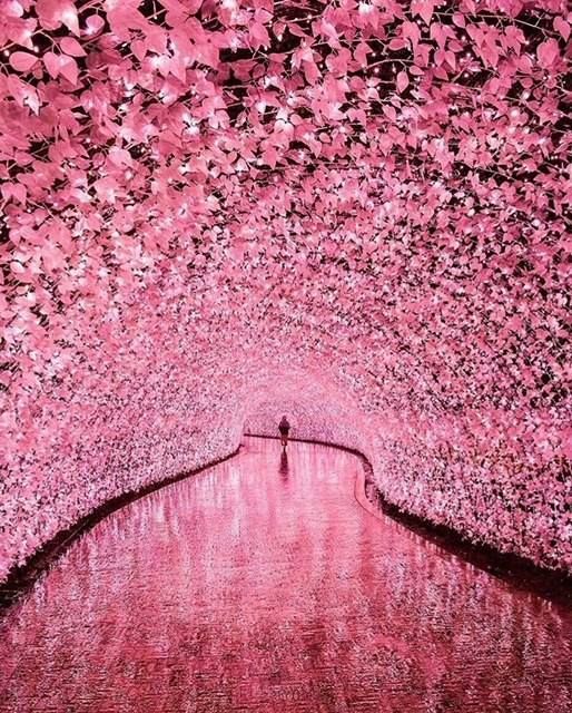 Sakura Tunnel Japan